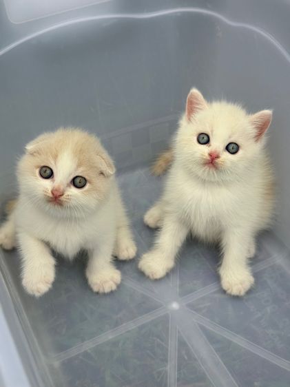 น้องแมว สายพันธุ์ สก๊อตติชโฟลด์ 🐱 ขนสั้น ขนยาว หูพับ หูตั้ง รูปที่ 9