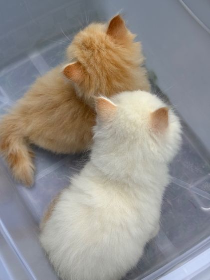 น้องแมว สายพันธุ์ สก๊อตติชโฟลด์ 🐱 ขนสั้น ขนยาว หูพับ หูตั้ง รูปที่ 8