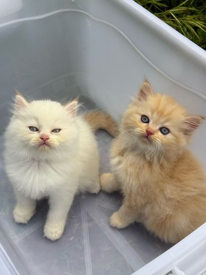 น้องแมว สายพันธุ์ สก๊อตติชโฟลด์ 🐱 ขนสั้น ขนยาว หูพับ หูตั้ง รูปที่ 4