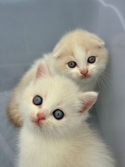น้องแมว สายพันธุ์ สก๊อตติชโฟลด์ 🐱 ขนสั้น ขนยาว หูพับ หูตั้ง รูปที่ 17