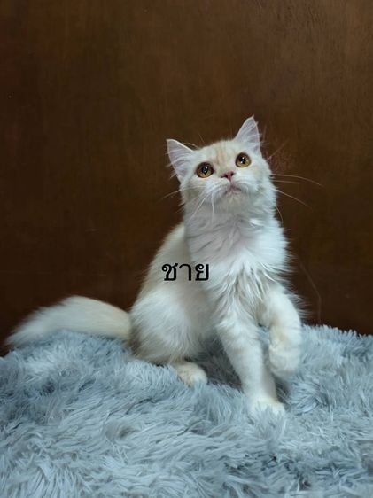 เปอร์เซีย (Persian) แมวหาบ้าน