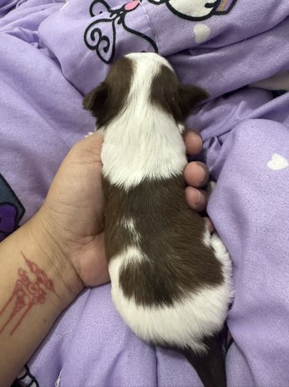 ชิวาวา (Chihuahua) เล็ก ชิวาว่าขนยาว เพศเมีย พร้อมย้ายบ้าน นัดรับขอนแก่น