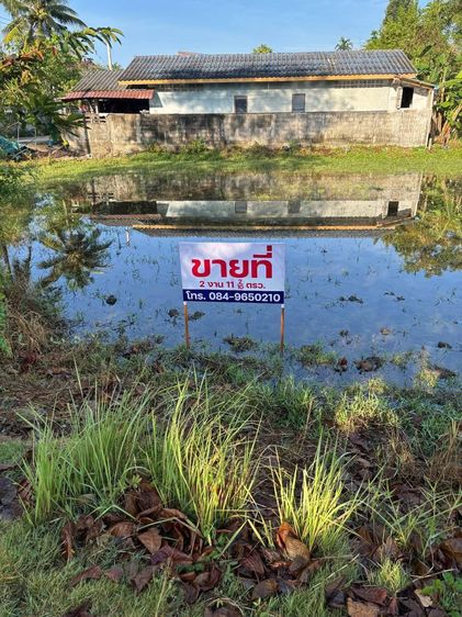 ขายที่ดินเปล่า บ้านพี  จ.พัทลุง 