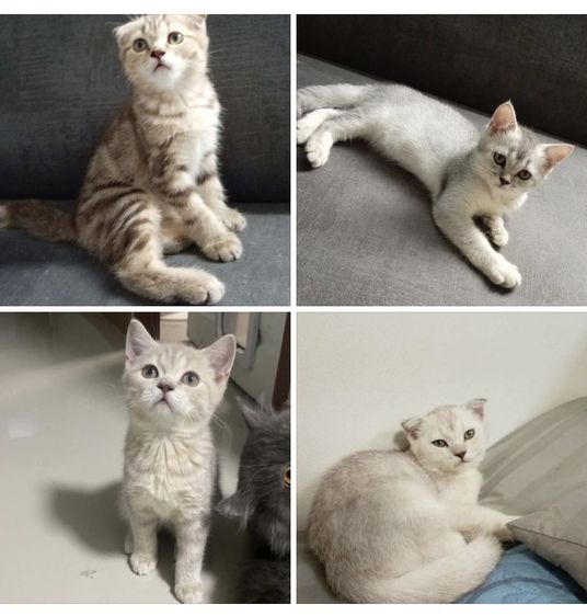 สก็อตติช โฟลด์ (Scottish Fold) แบ่งเลี้ยงน้องแมว1500฿