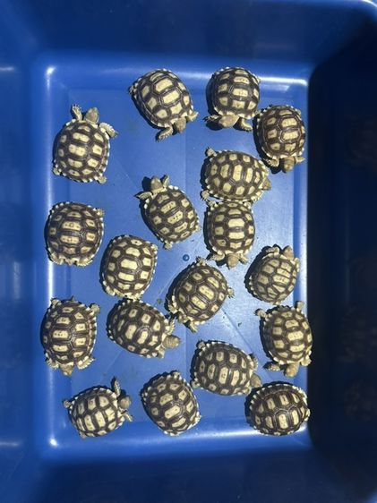 เต่า Sulcata