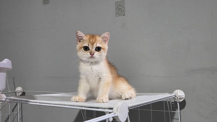 แมว 