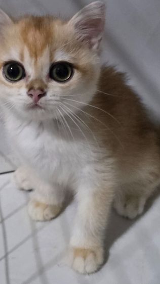 แมว  รูปที่ 2