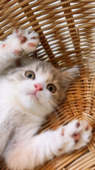 สก็อตติช โฟลด์ (Scottish Fold) ดญ.สก็อตติช แท้ พร้อมย้าย