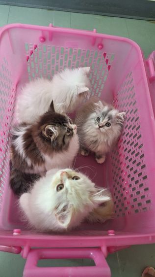 เปอร์เซีย (Persian) ลูกแมวเปอร์เซีย