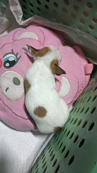 ชิวาวา (Chihuahua) เล็ก ชิวาวาขนสั้น