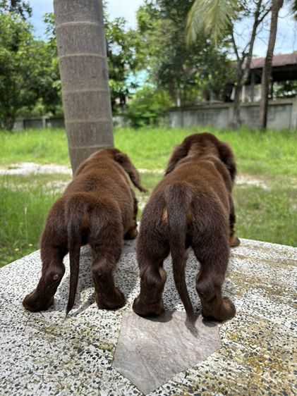 ดัชชุนขนยาว2ช  Dachshund 2boy รูปที่ 9