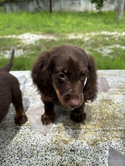 ดัชชุนขนยาว2ช  Dachshund 2boy รูปที่ 15