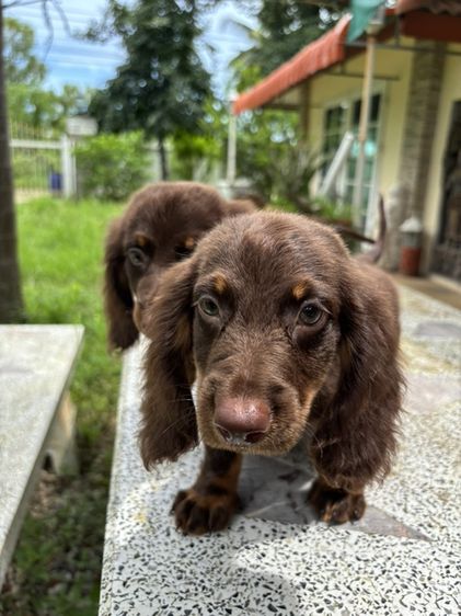 ดัชชุนขนยาว2ช  Dachshund 2boy รูปที่ 10