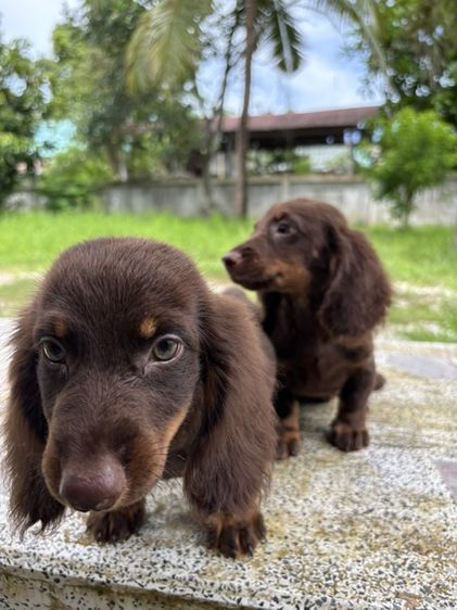 ดัชชุนขนยาว2ช  Dachshund 2boy รูปที่ 6