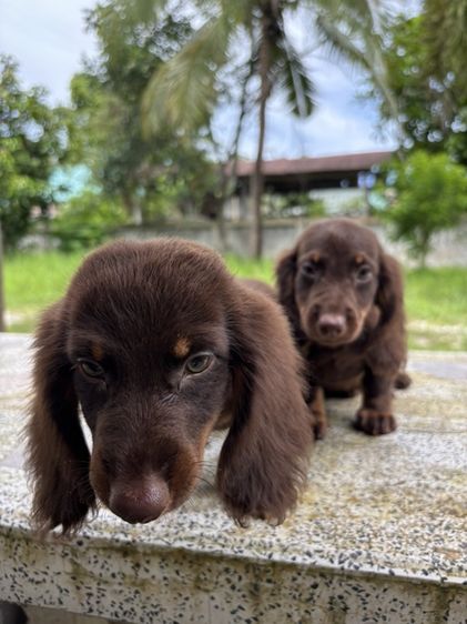 ดัชชุนขนยาว2ช  Dachshund 2boy รูปที่ 7