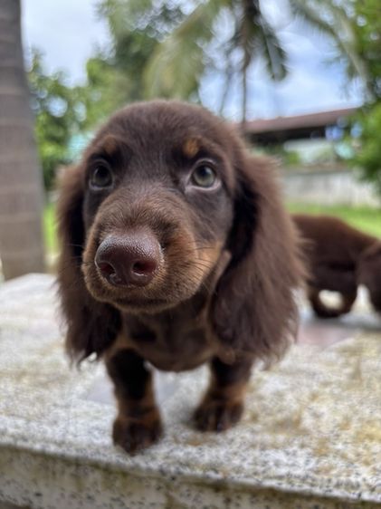 ดัชชุนขนยาว2ช  Dachshund 2boy รูปที่ 8