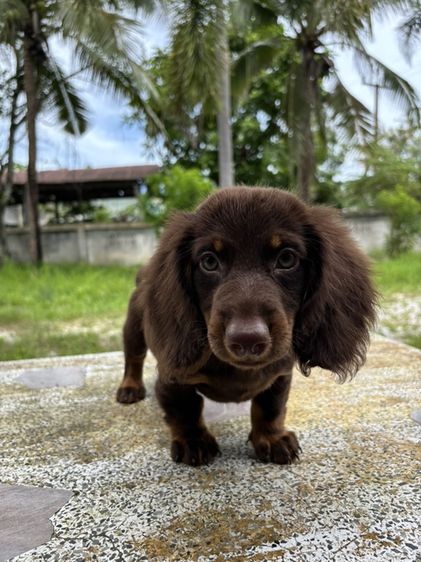 ดัชชุนขนยาว2ช  Dachshund 2boy รูปที่ 13