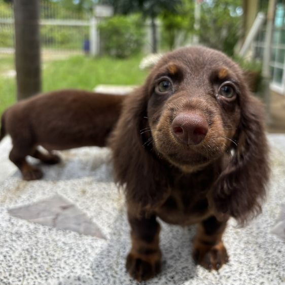 ดัชชุน (Dachshund) กลาง ดัชชุนขนยาว2ช  Dachshund 2boy
