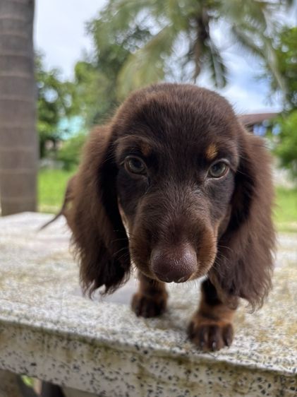ดัชชุนขนยาว2ช  Dachshund 2boy รูปที่ 5