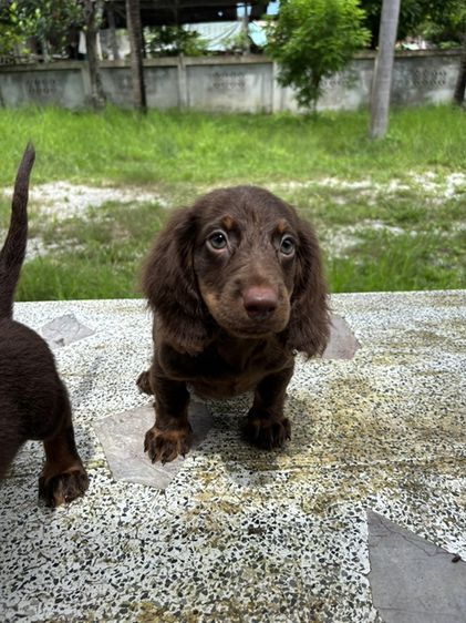 ดัชชุนขนยาว2ช  Dachshund 2boy รูปที่ 14