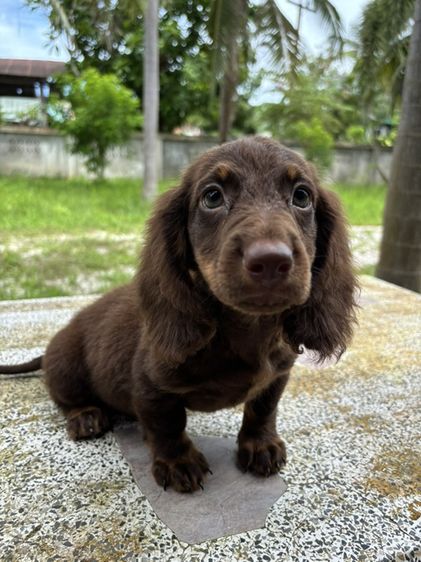 ดัชชุนขนยาว2ช  Dachshund 2boy รูปที่ 11