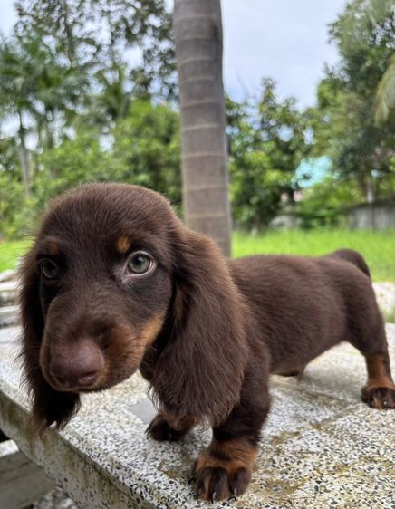 ดัชชุนขนยาว2ช  Dachshund 2boy รูปที่ 4