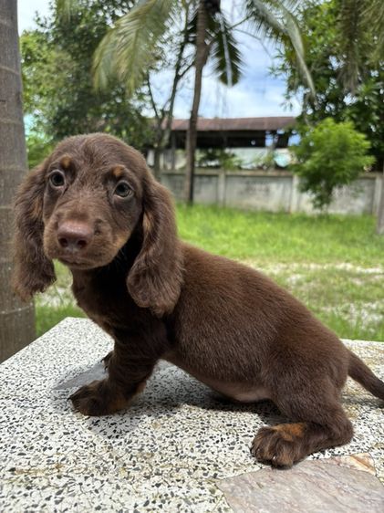 ดัชชุนขนยาว2ช  Dachshund 2boy รูปที่ 2