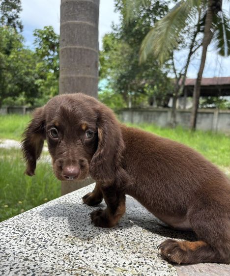 ดัชชุนขนยาว2ช  Dachshund 2boy รูปที่ 3