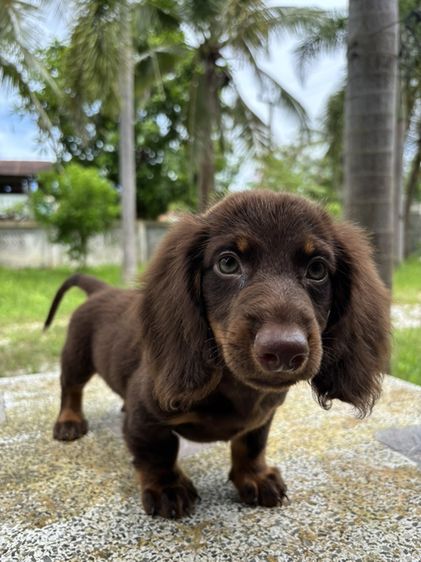 ดัชชุนขนยาว2ช  Dachshund 2boy รูปที่ 12