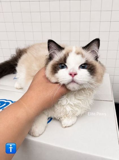 แร็กดอลล์ (Ragdoll) น้องชินจัง Ragdoll