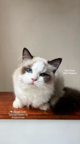 แร็กดอลล์ (Ragdoll) น้องมาซาโอะ Ragdoll
