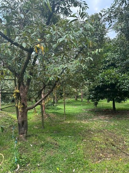 ใช่ 📢 ขายด่วน! สวนทุเรียน + มังคุด พร้อมบ้านพัก จ.จันทบุรี 🌳🏡