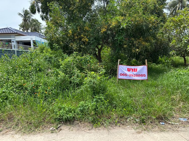 ขายที่ดินม่วงงาม 8 ห้อง ใกล้ทะเลอ่าวไทย จังหวัดสงขลา