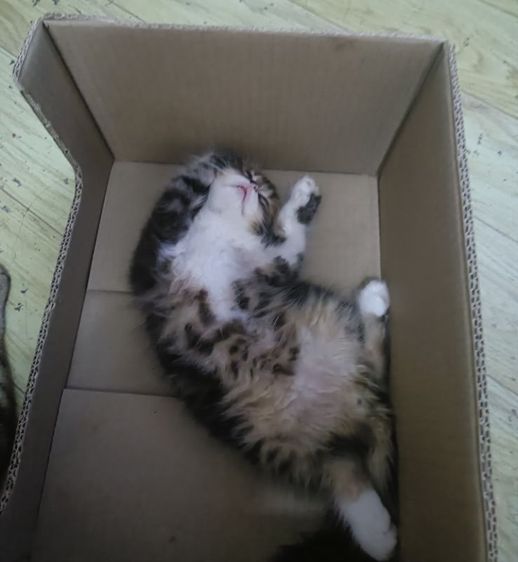 สก็อตติช โฟลด์ (Scottish Fold) scottish