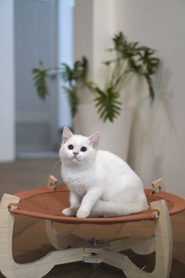 บริติช ชอร์ตแฮร์ (British Shorthair) ดญ สีพ้อย