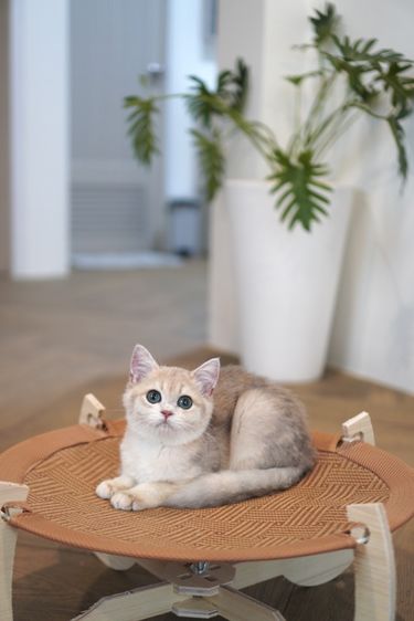 บริติช ชอร์ตแฮร์ (British Shorthair) เด็กชาย