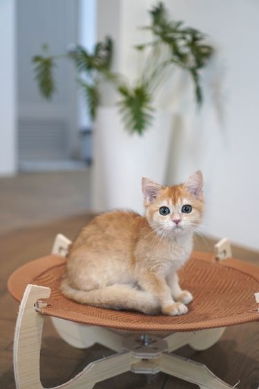 บริติช ชอร์ตแฮร์ (British Shorthair) ดช ขี้อ้อน
