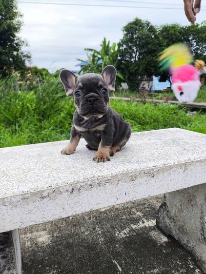 เฟรนช์ บูลด็อก (French Bulldog) เล็ก เฟรนช์บูลด็อก