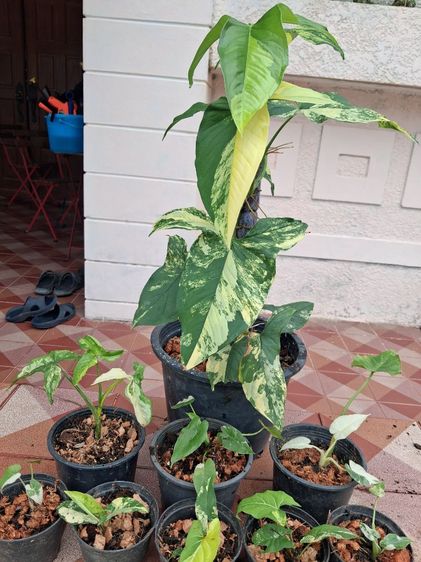 ต้นเงินไหลมาด่างเหลือง(Syngonium podopphynllum)
