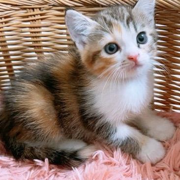 สก็อตติช โฟลด์ (Scottish Fold) ดญ สก็อตติช อเมริกัน พร้อมย้าย