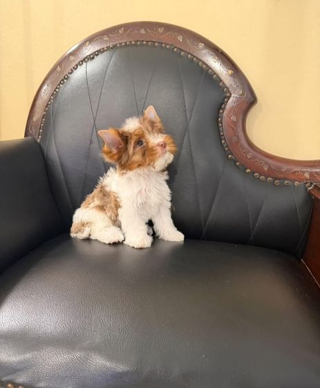 ยอร์คเชียร์ เทอร์เรีย (Yorkshire Terrier) เล็ก บีเวอร์ยอร์คเชียร์