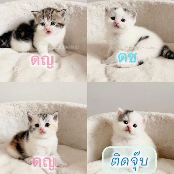 สกอตติช แท้ หูตั้ง