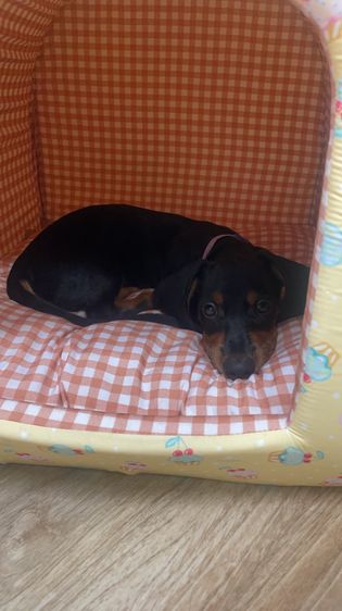 ดัชชุน (Dachshund) กลาง ดัชชุน ขนสั้น 🌭