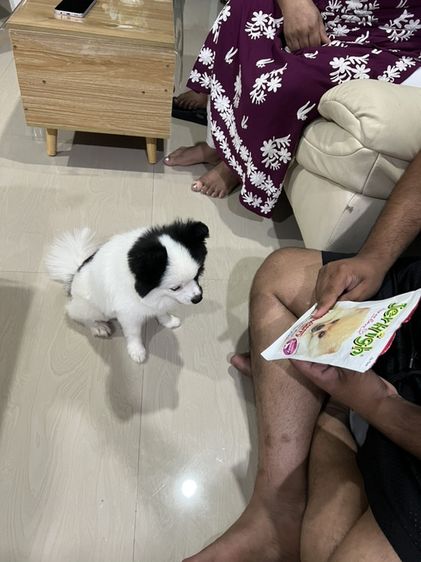 Pom Oreo