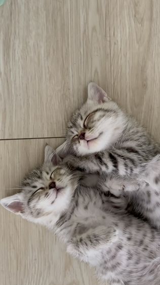 อเมริกัน ชอร์ตแฮร์ (American Shorthair) อเมริกันช็อตแฮร์ ผสมสก็อตติช