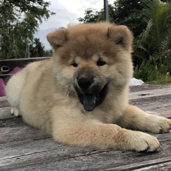 เชาเชา (Chow Chow) ใหญ่ เชาๆผสมไซ