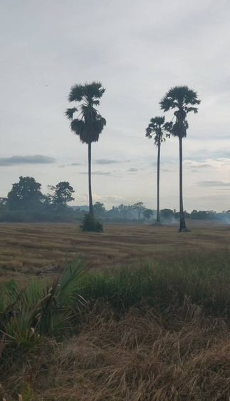 ใช่ 📍ที่ดินแปลงใหญ่ ทำเลทอง🪎 รูปที่ 3