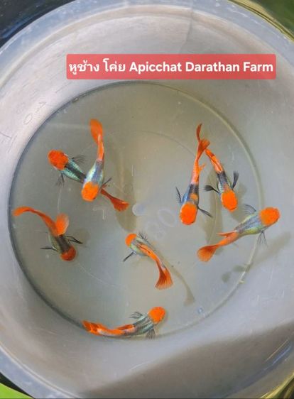 ปลาหางนกยูงระยอง รูปที่ 12