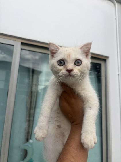 สก็อตติช โฟลด์ (Scottish Fold) น้องแมวสก็อตติช เพศผู้