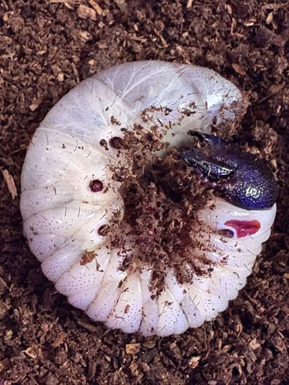 หนอนด้วง Chalcosoma atlas keyboh